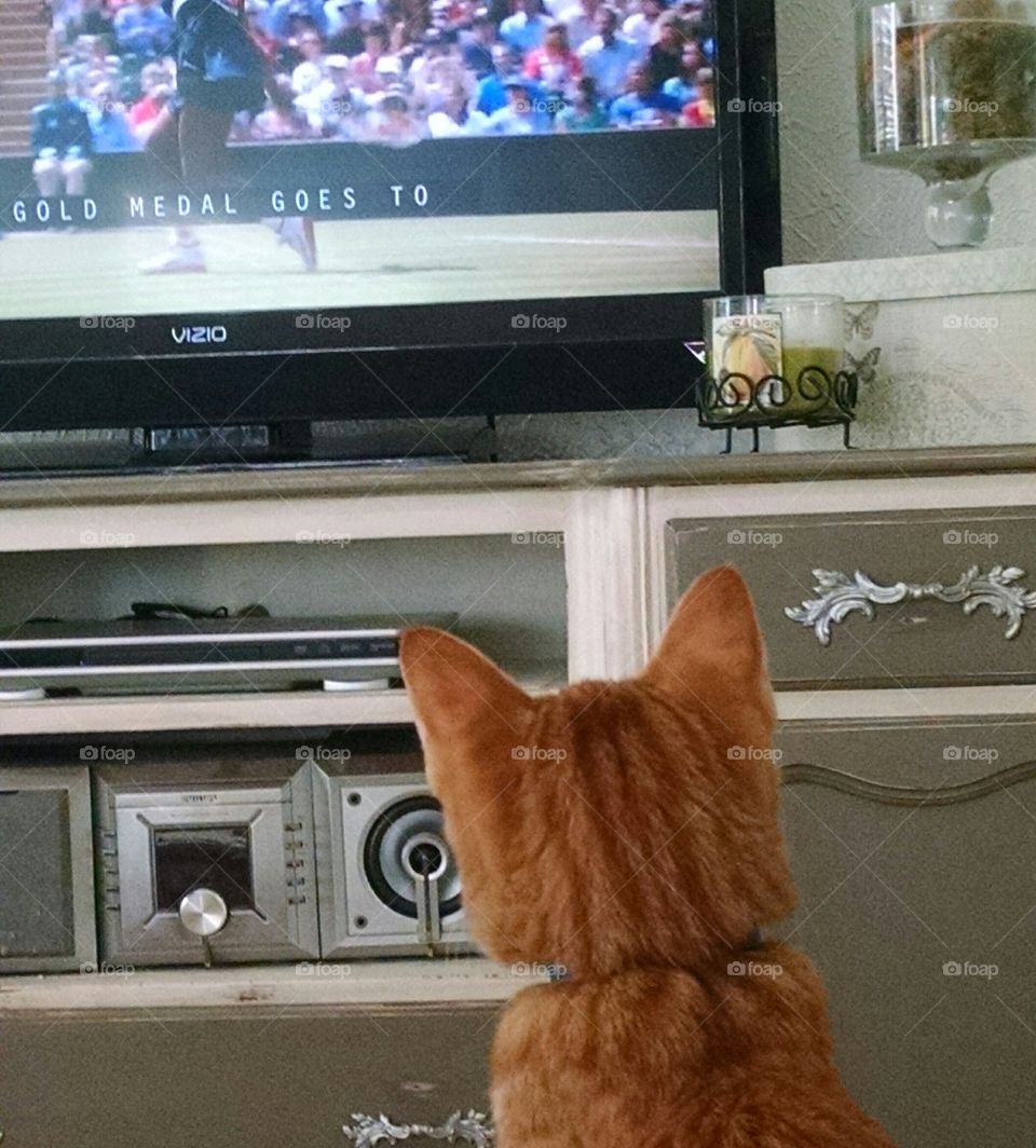 Joe the cat watching the Olympics