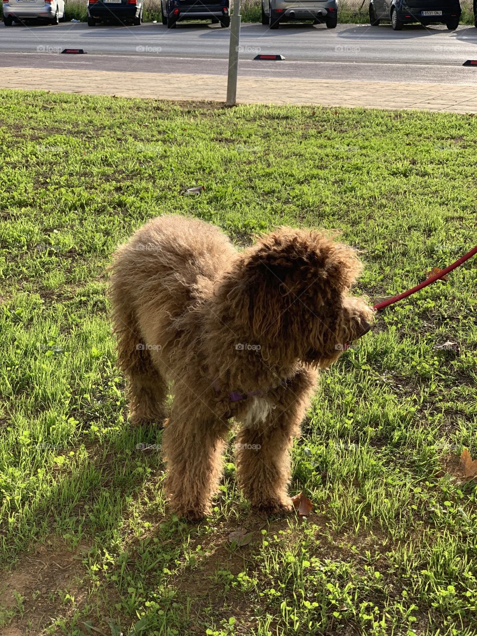 Spanish waterdog 