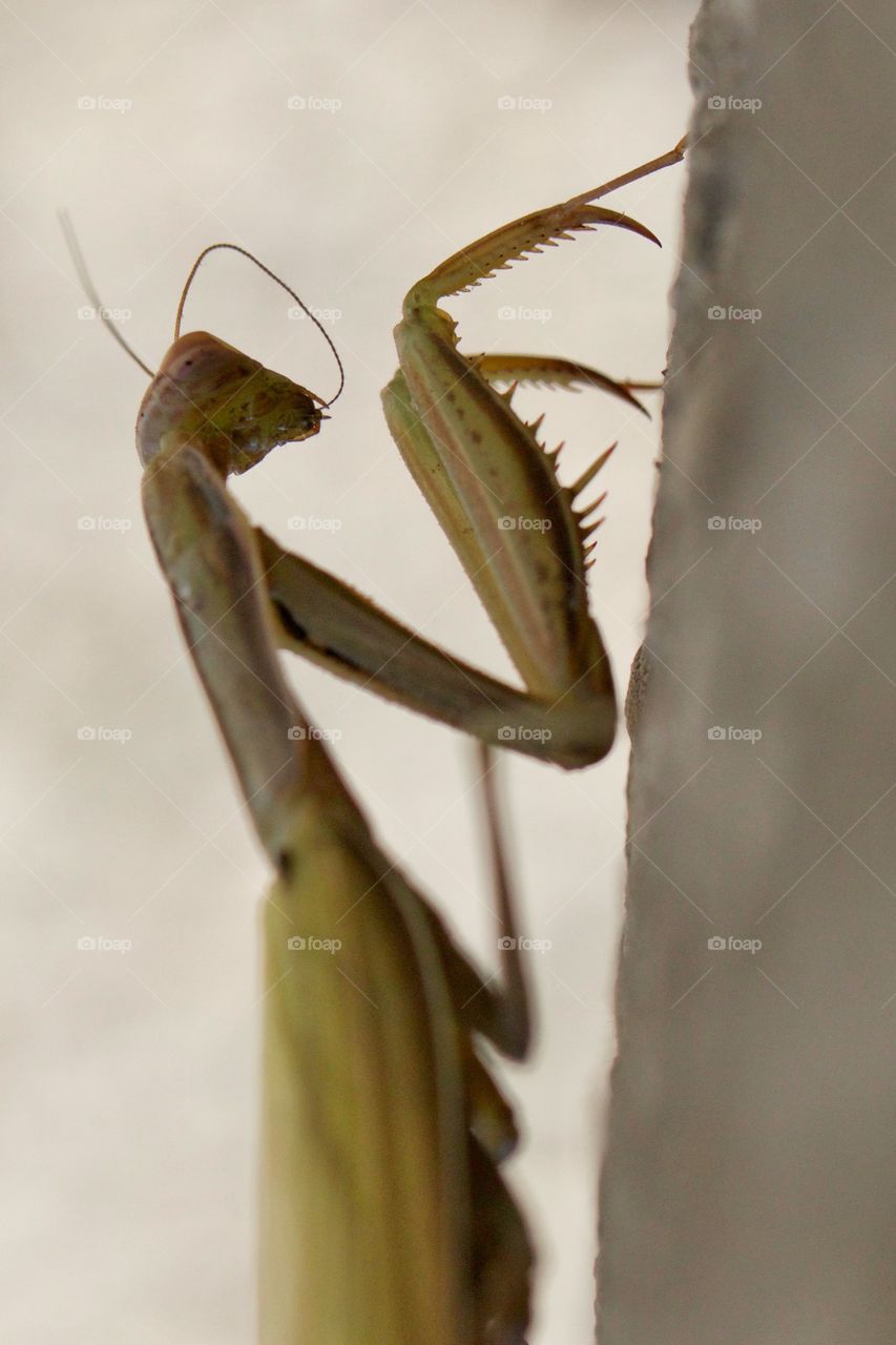 Mantis close-up