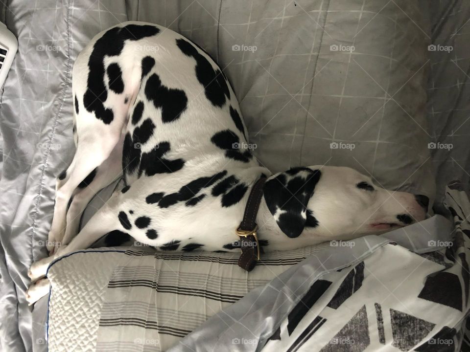 What is this position you ask? Well it’s a dog yoga position called the flip flopped dog. 