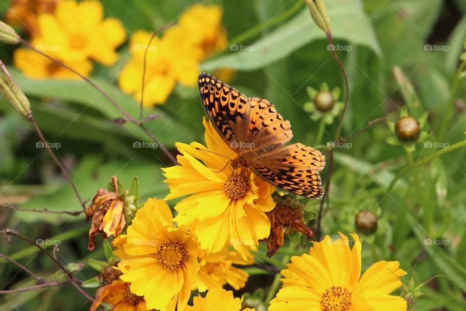 Summer butterfly 