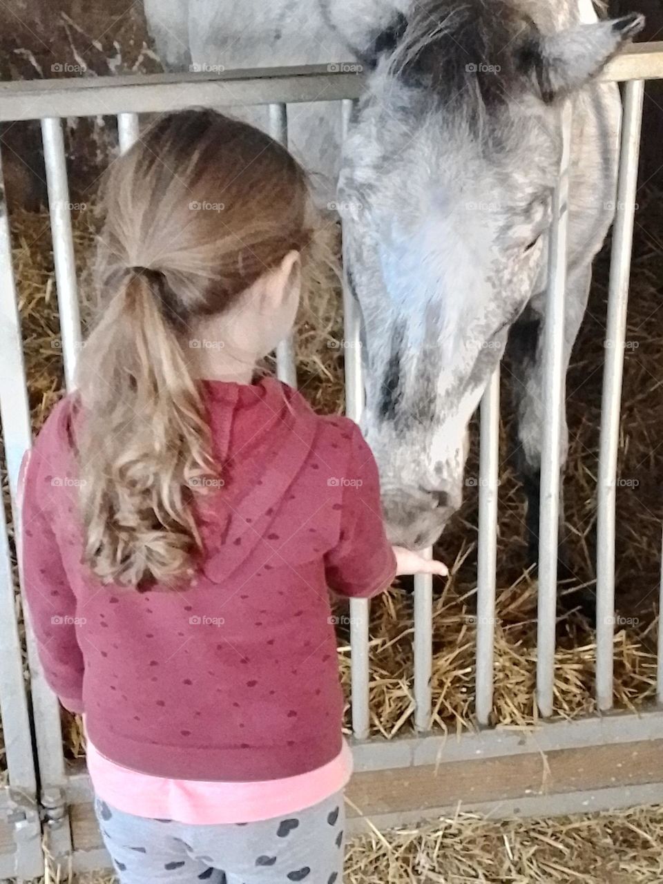 girl and horse friendship