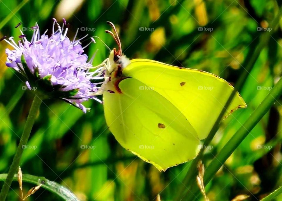 Yellow butterfly