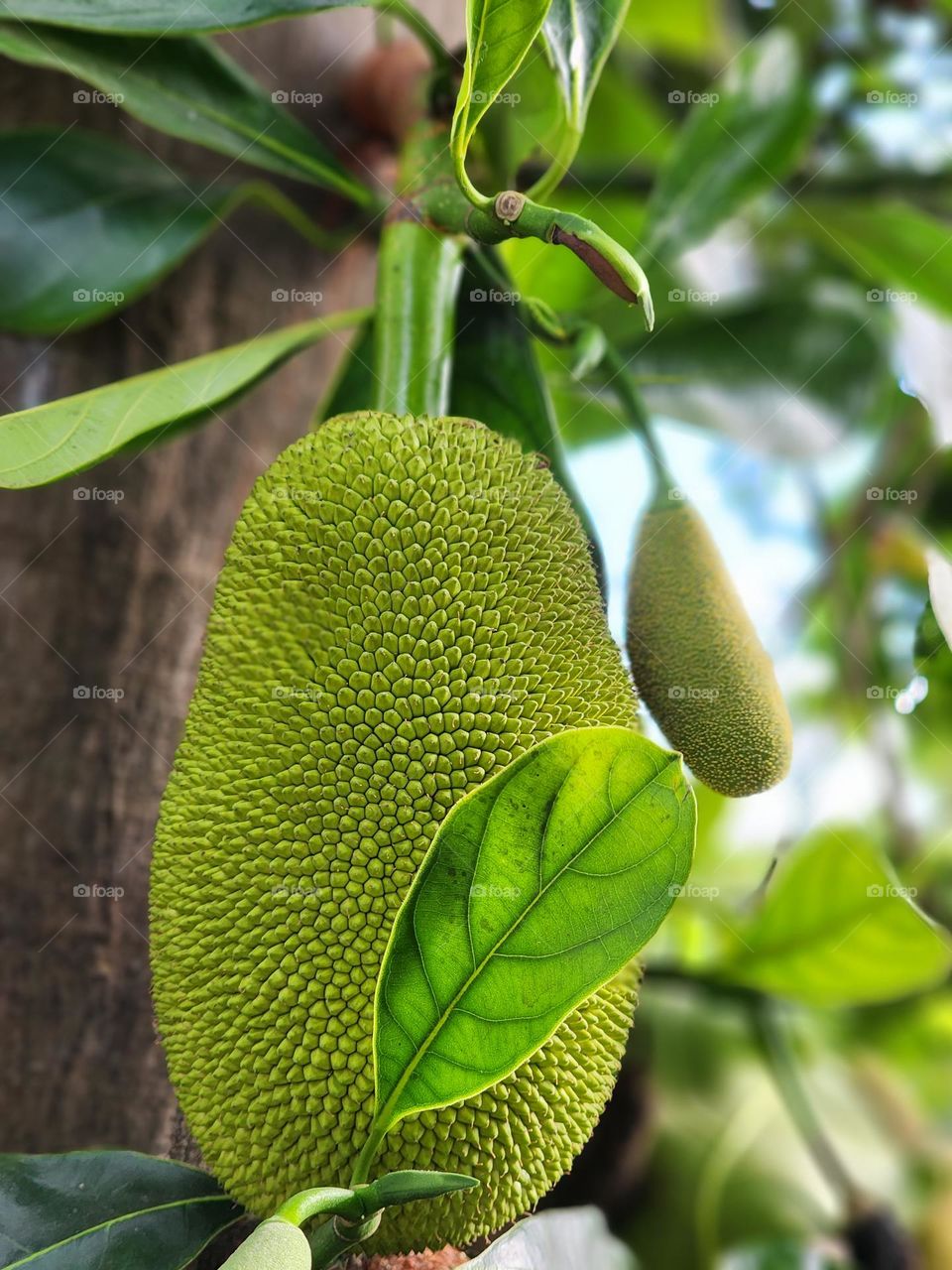 young jackfruit jamaica