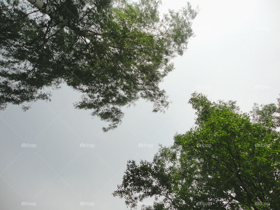 green trees and sky view