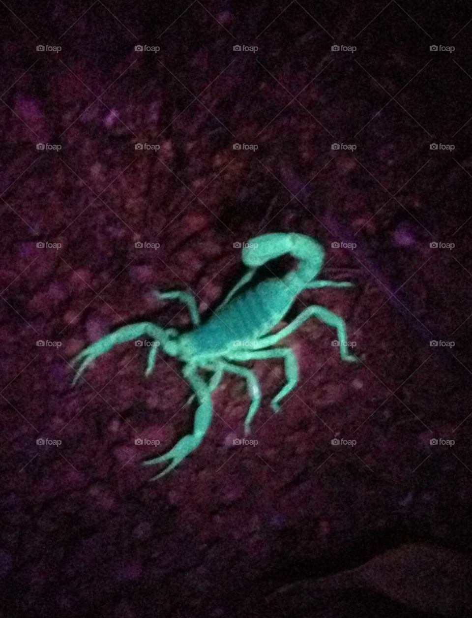 Black Light Scorpion