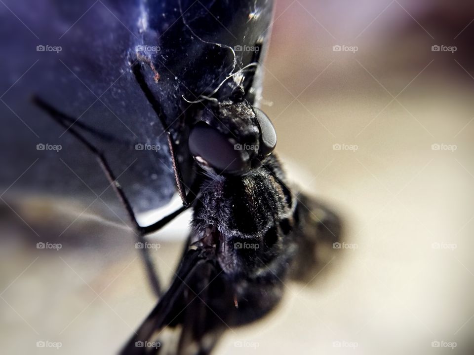 Horsefly. This horsefly was sucking juice out of a hole in the bottom of a Pepsi machine. It was nasty. 