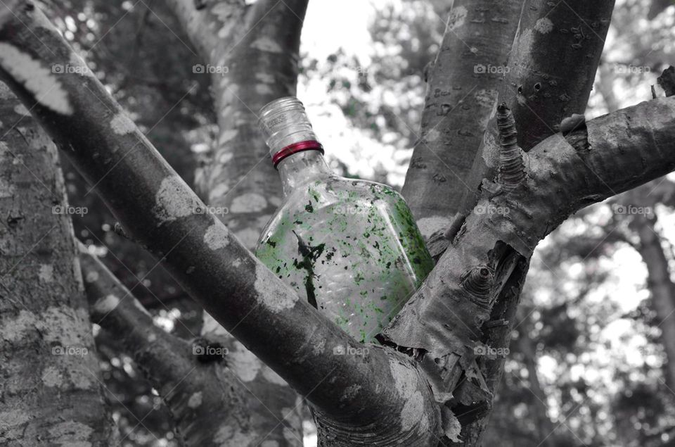 Old bottle in tree at landscape