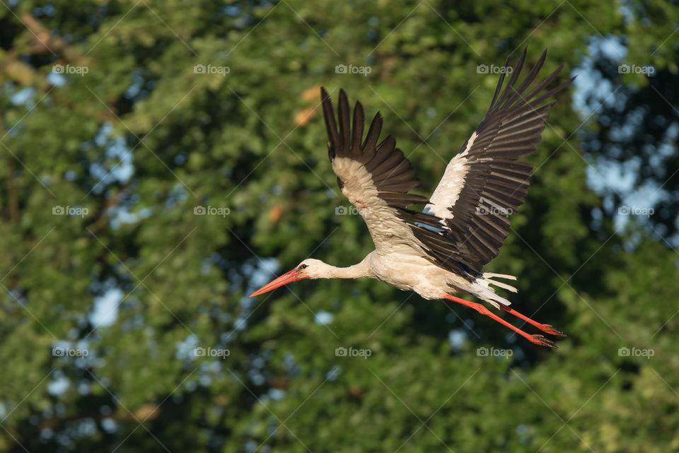 stork