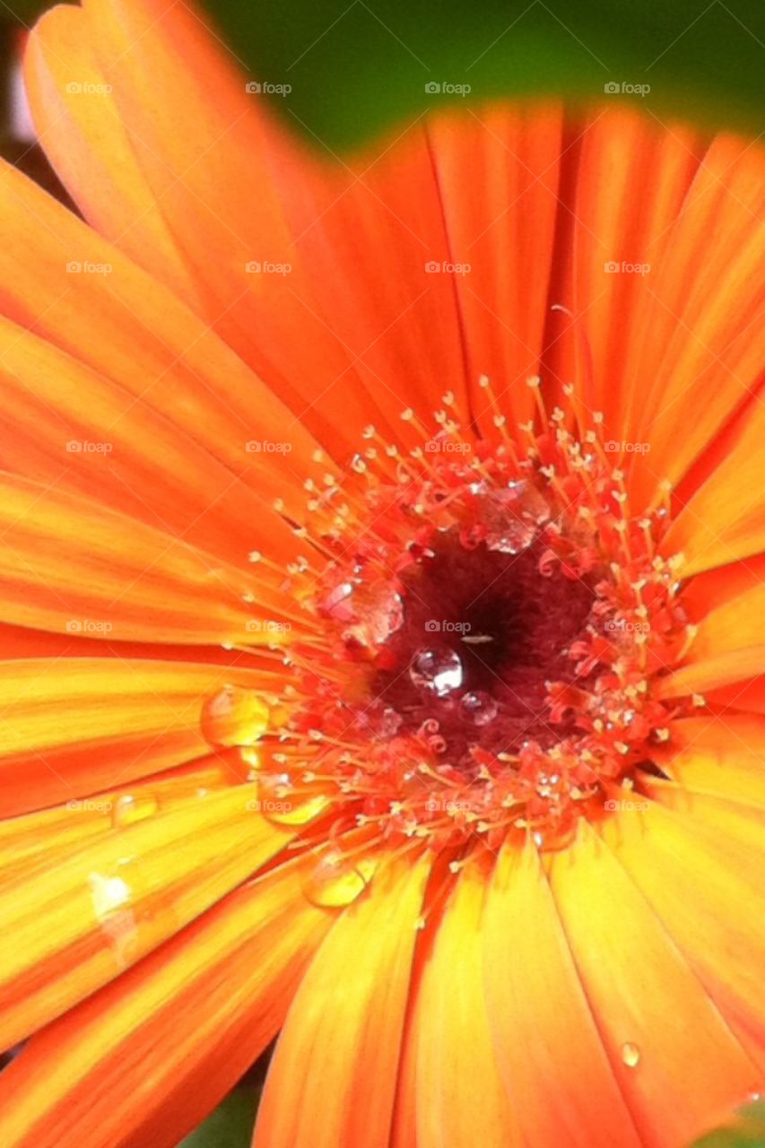 A close up of flower