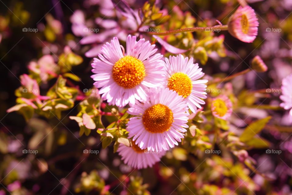 Daisy
Springs 
California Flower