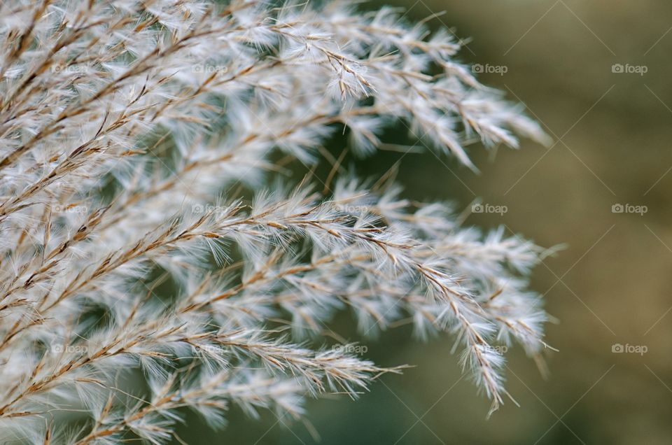 ornamental grass