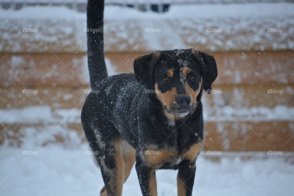 Young hound pup on a snowy day during a cold winter day. He is curious and set on his next playmate 