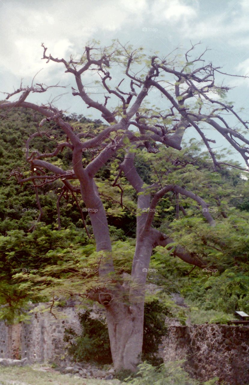 Tree, US Virgin Islands