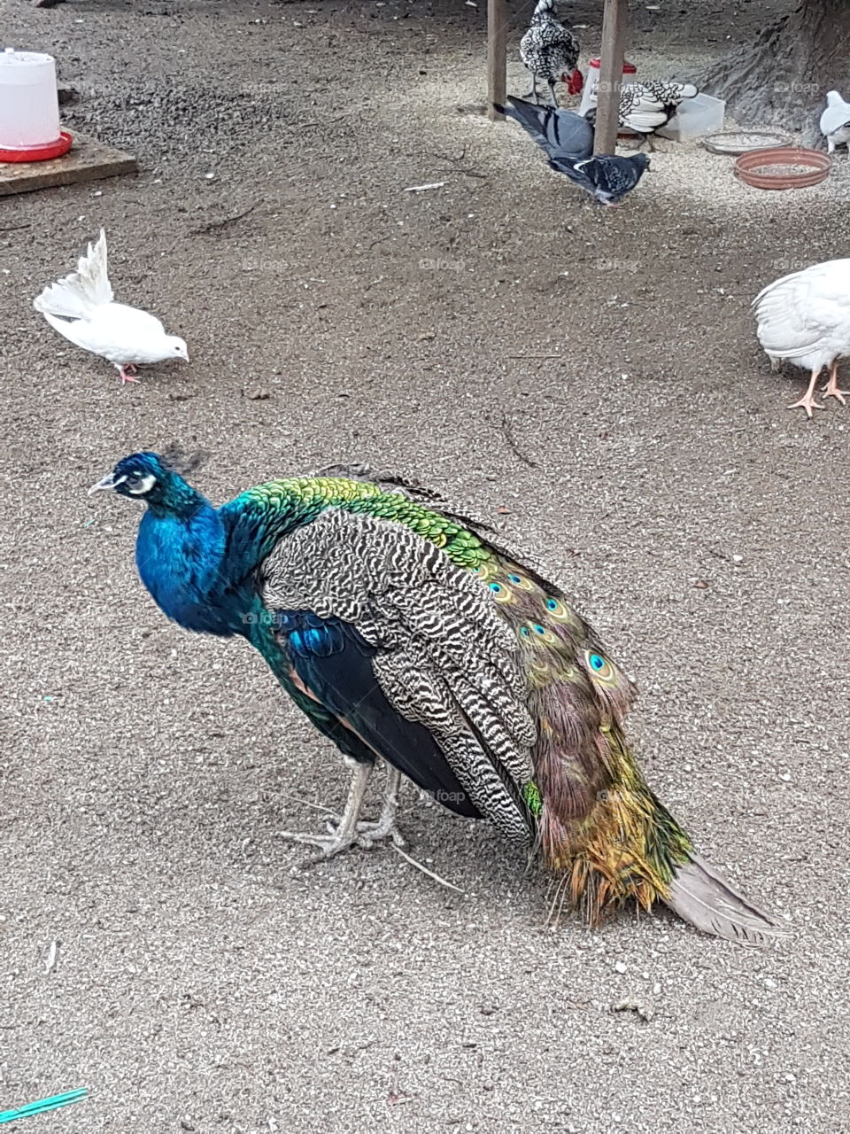 peacock