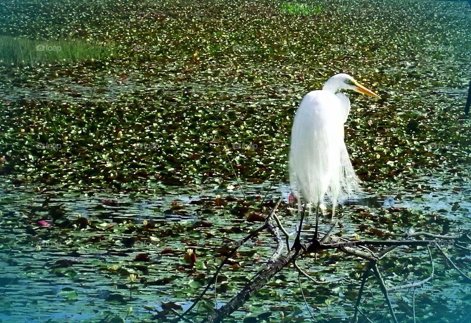 Great White Egret