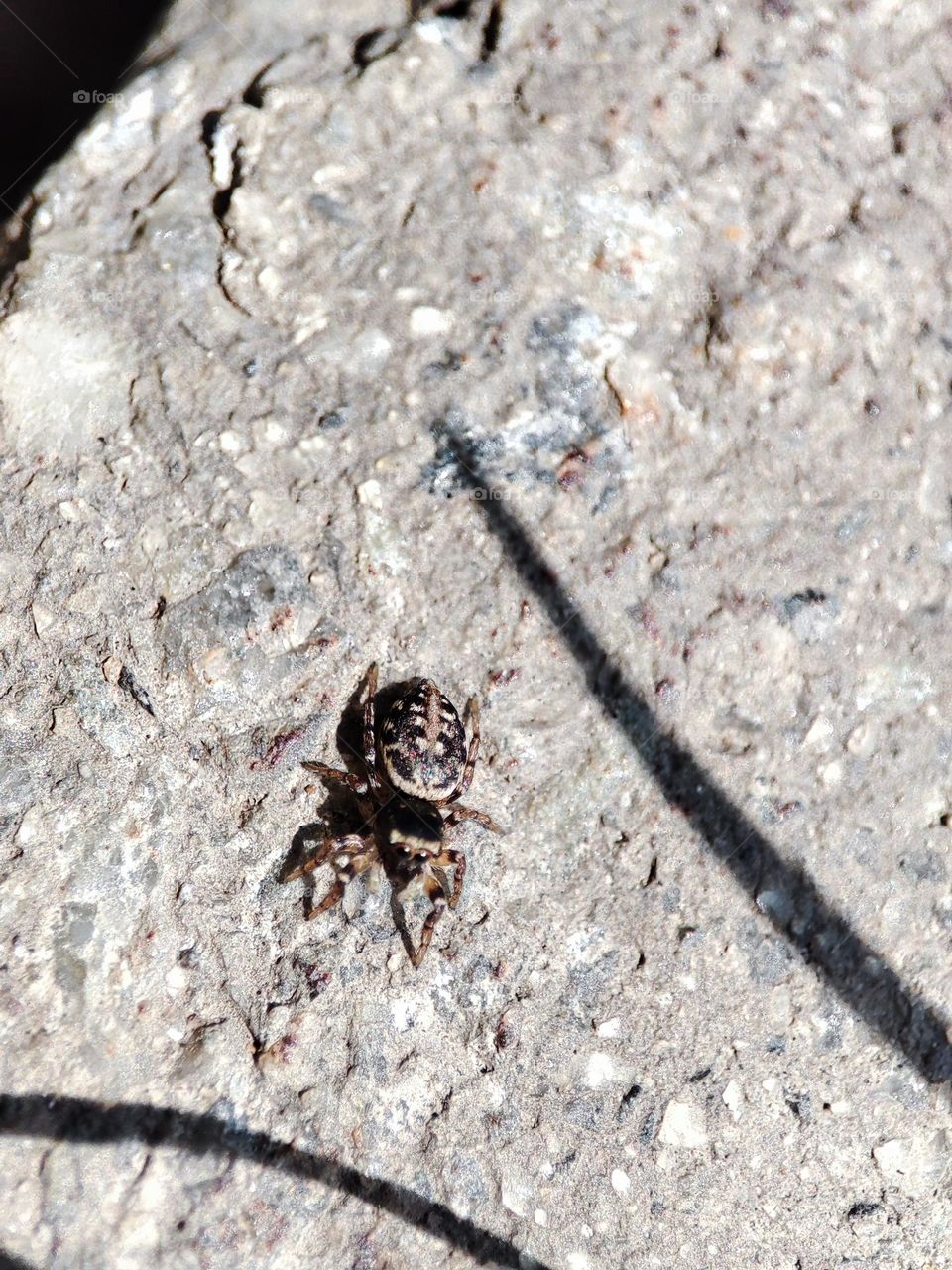 Jumping Spider