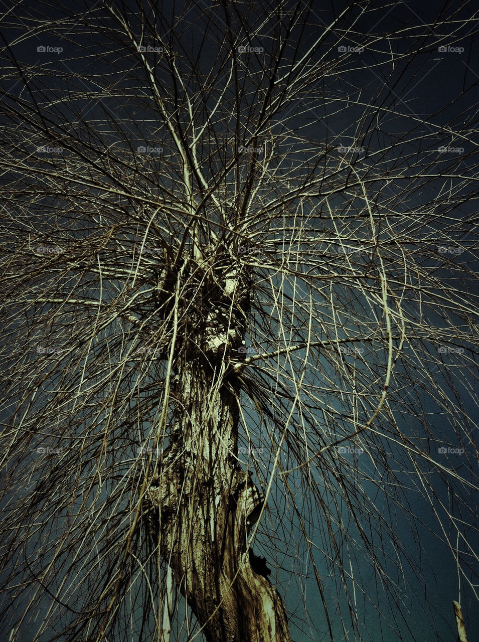 tree branches naked by miamania