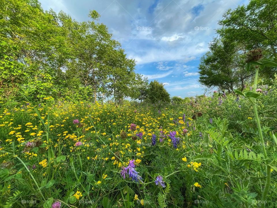 Wildflowers