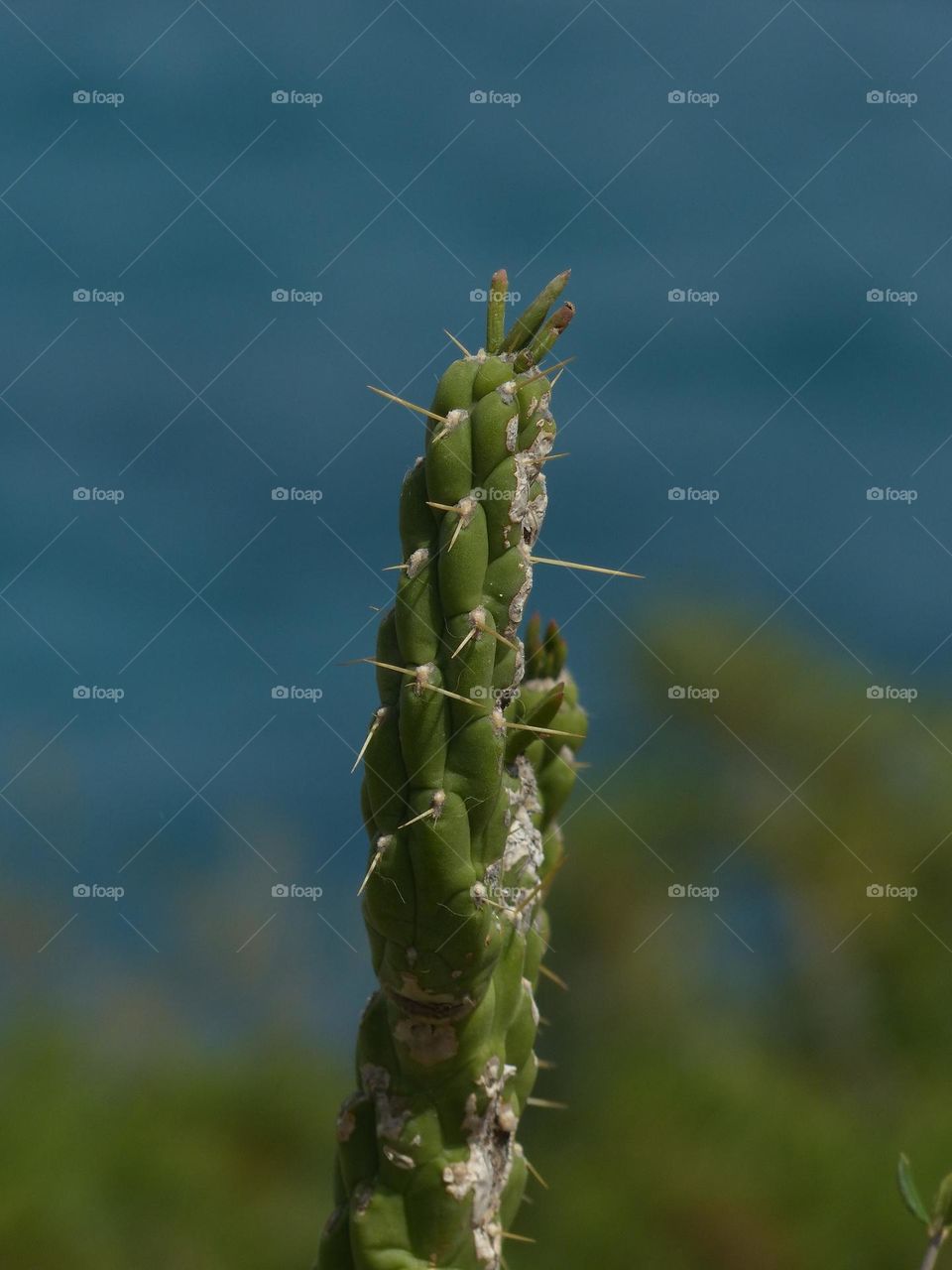 Spiky cactus growing from Spanish seaside cliff on sunny day 