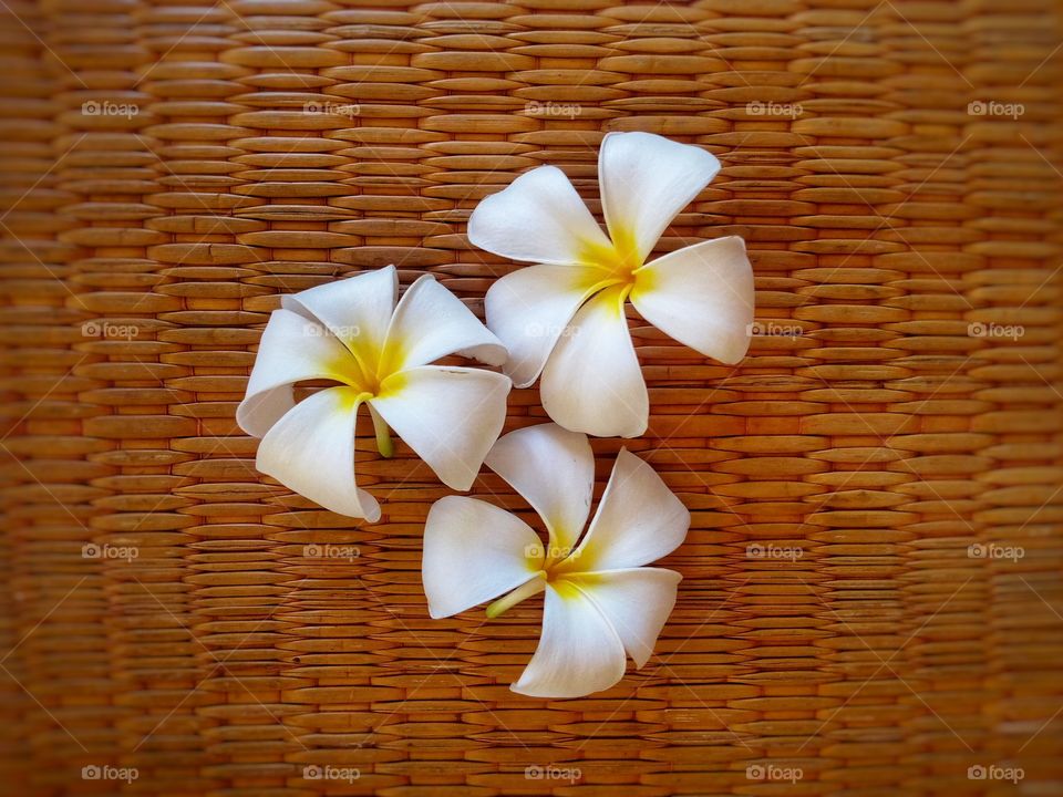 Frangipani flowers on a brown background.
