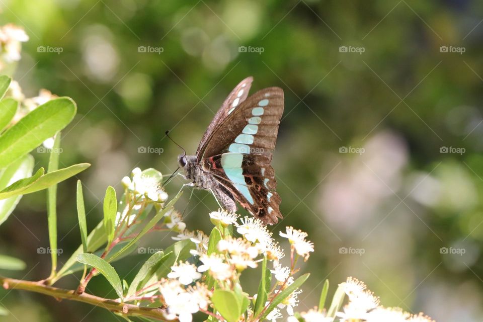 Beautiful and cute butterfly