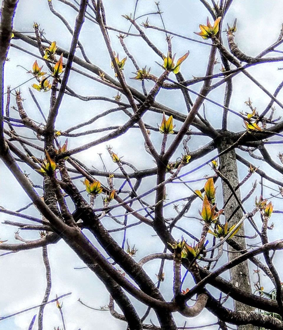 The branches in spring. the leaves bud had already sprouted, so vibrant, vivid and beautiful in the sunny day.