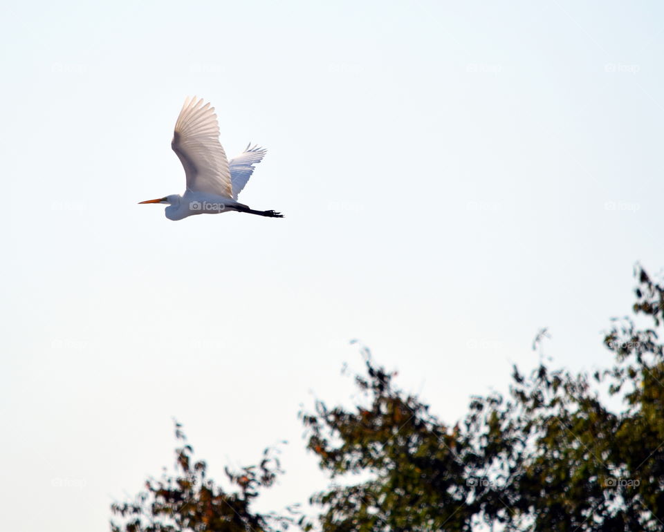 Flying Egret