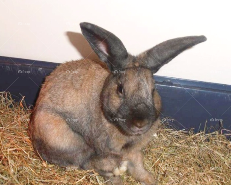 pet rabbit rabbits by Iphonepic