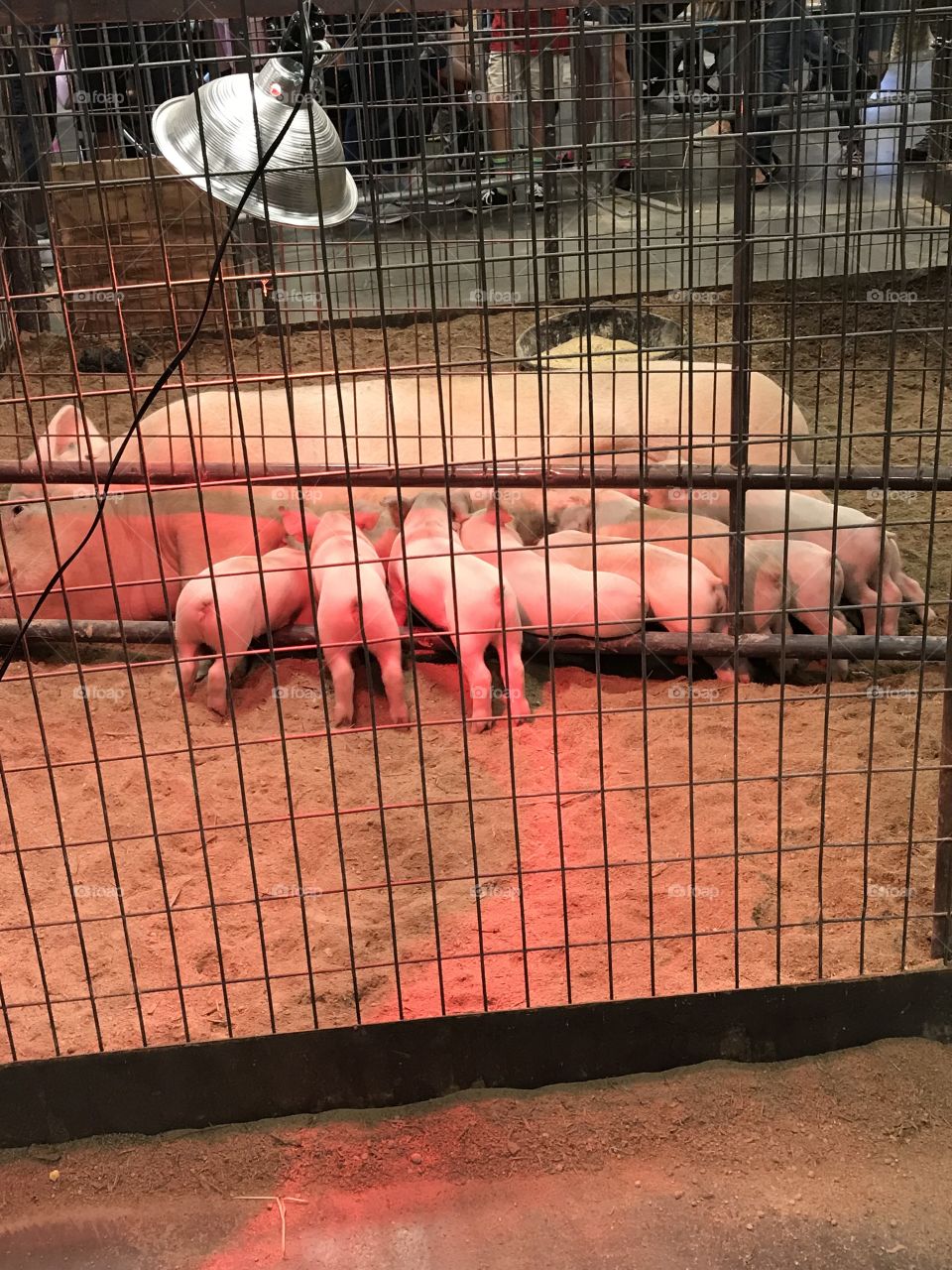 piggies