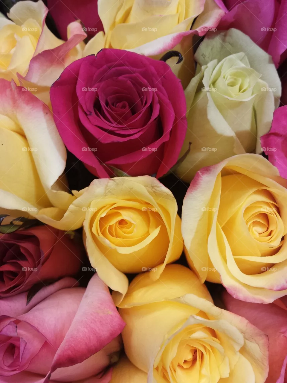 Roses