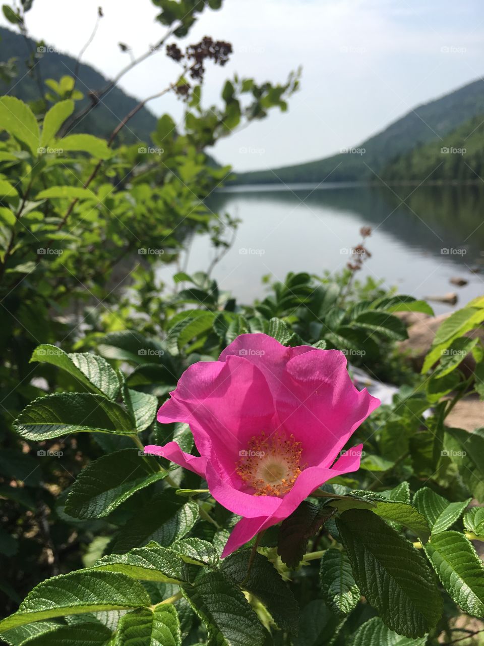 Beautiful flower from hike in Acadia Maine.