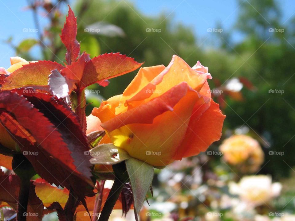 Orange yellow rose