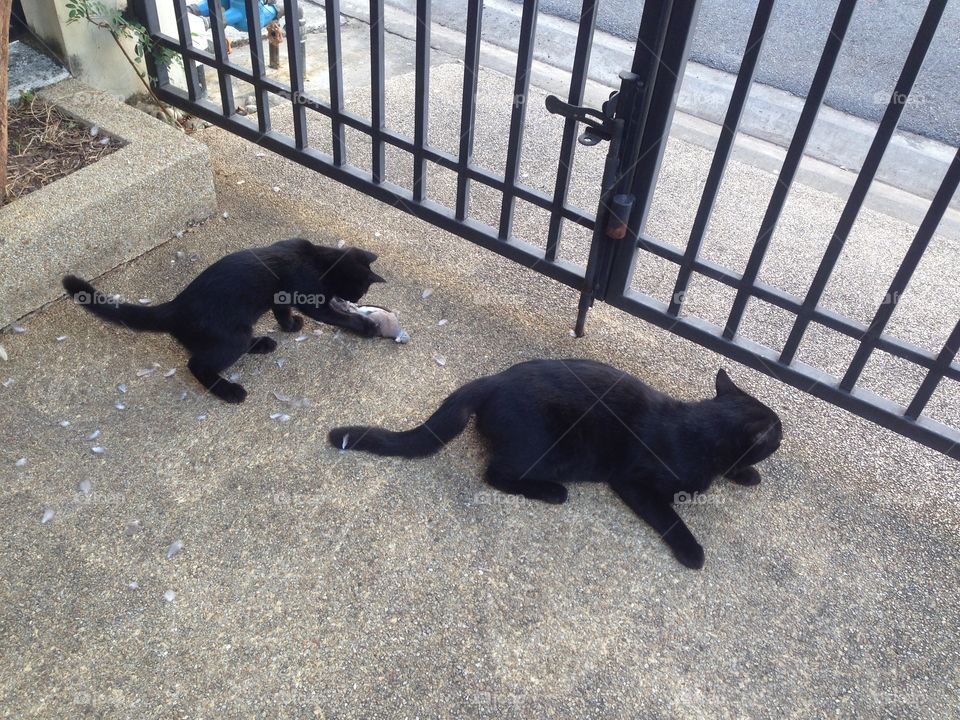 Lovely black cat & black kitten