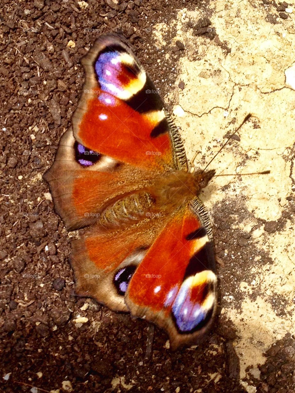 English butterfly 