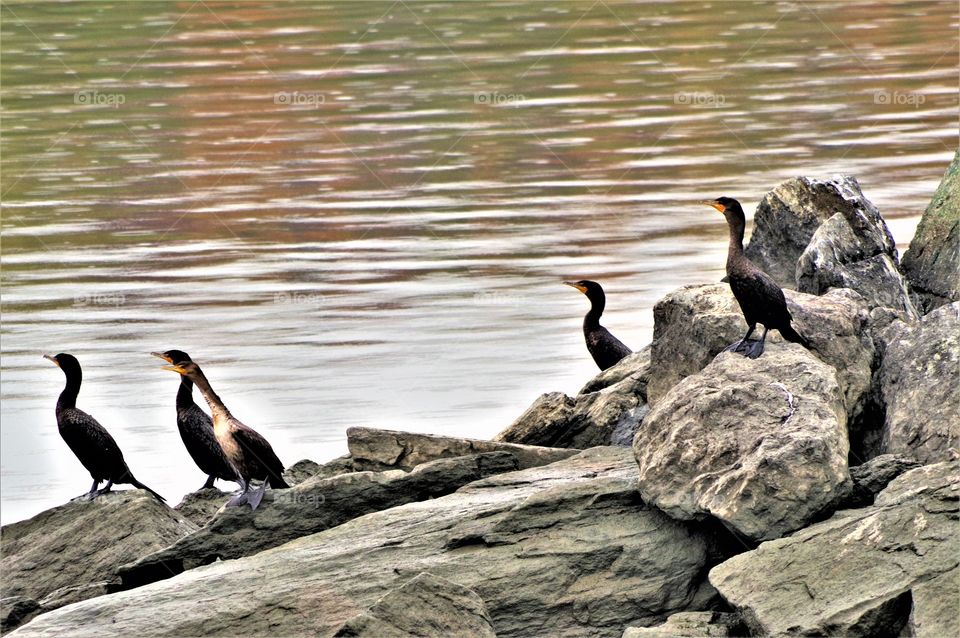 Hudson River Birds on Island 