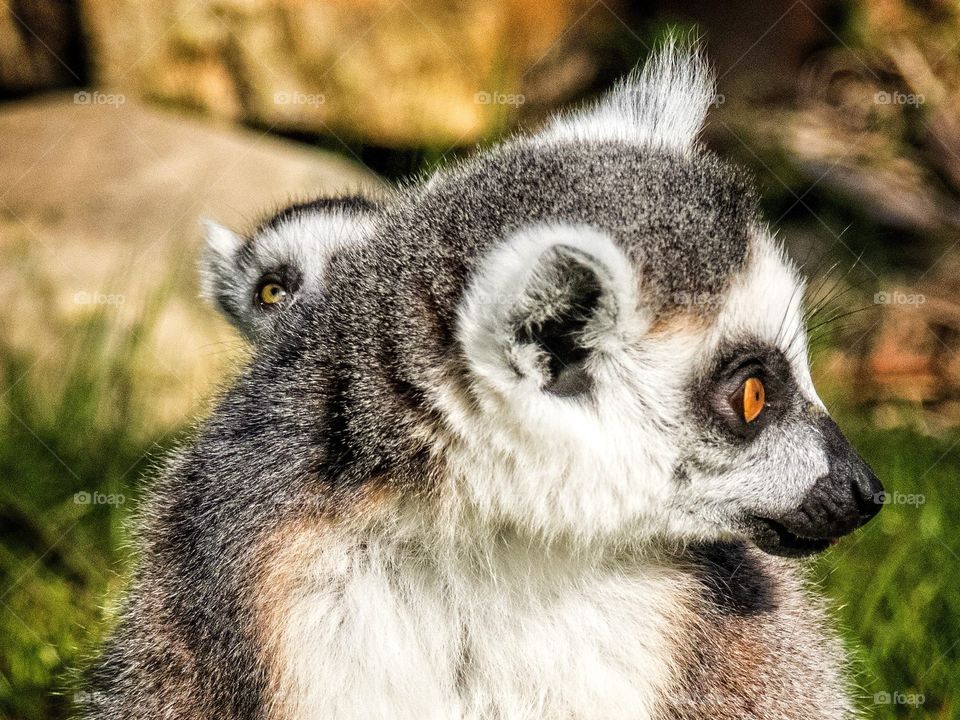 Peek-a-boo. A lemur mom with a cub on its back