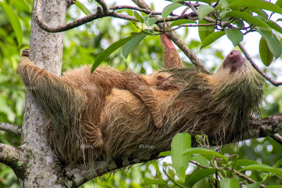 Mother and baby sloth