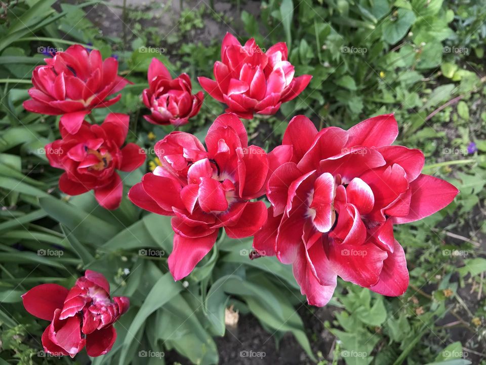 Red tulips