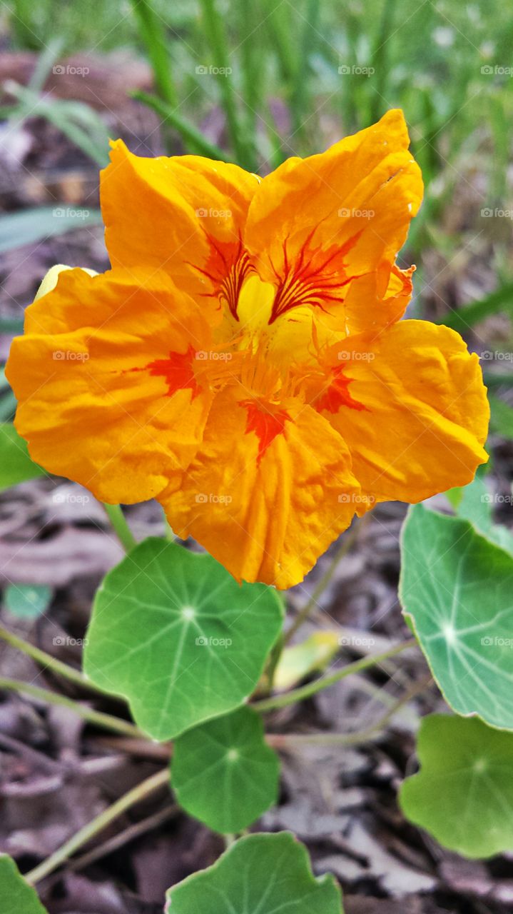 Nasturtium. In my garden