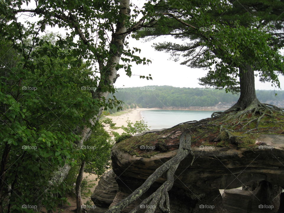 Lone tree. Pictured Rocks National Lakeshore 