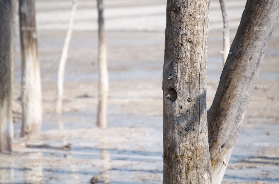 A woodpecker peeks out of its hole in a tree