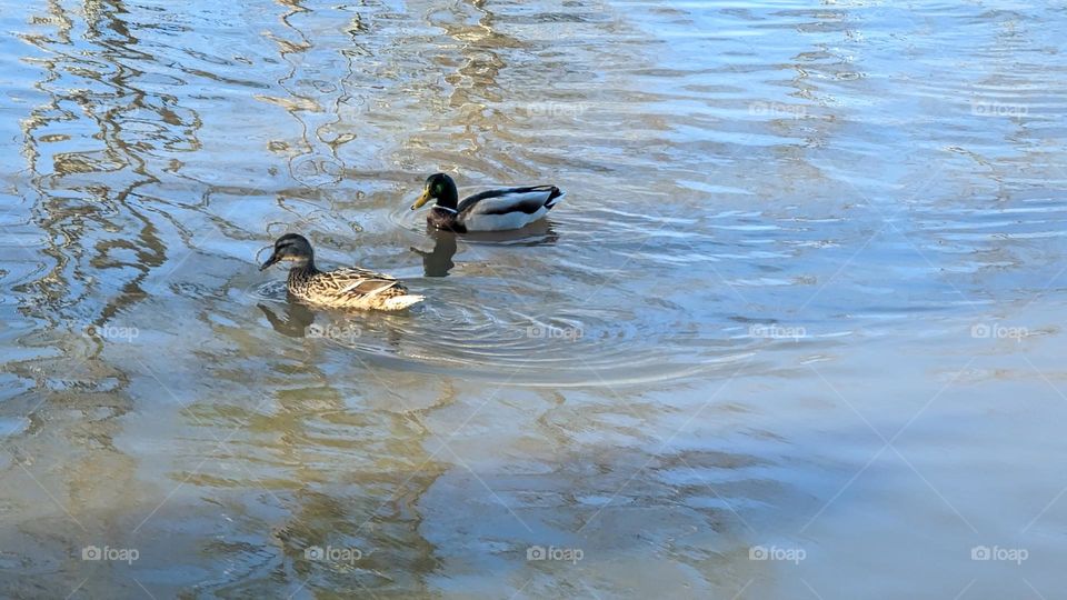 Life is better with a partner