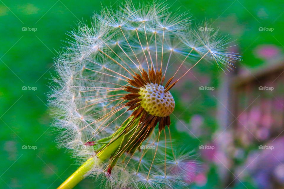 Summertime dandelion.