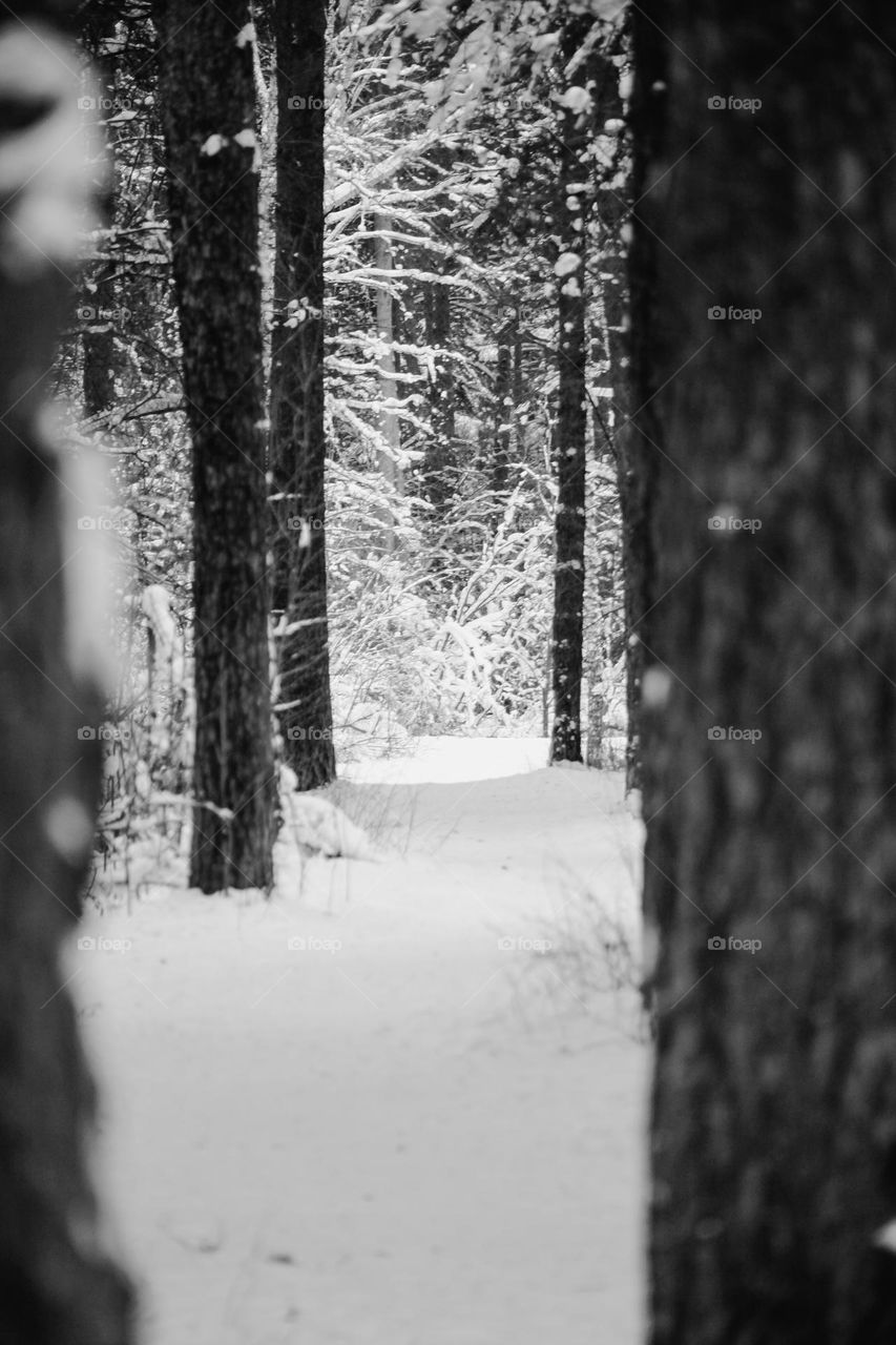 Entrance to the forest fairy tale