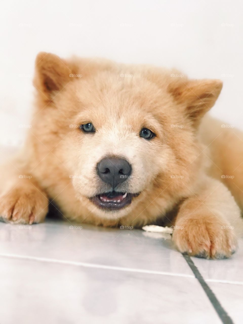 Nala e o seu ossinho 