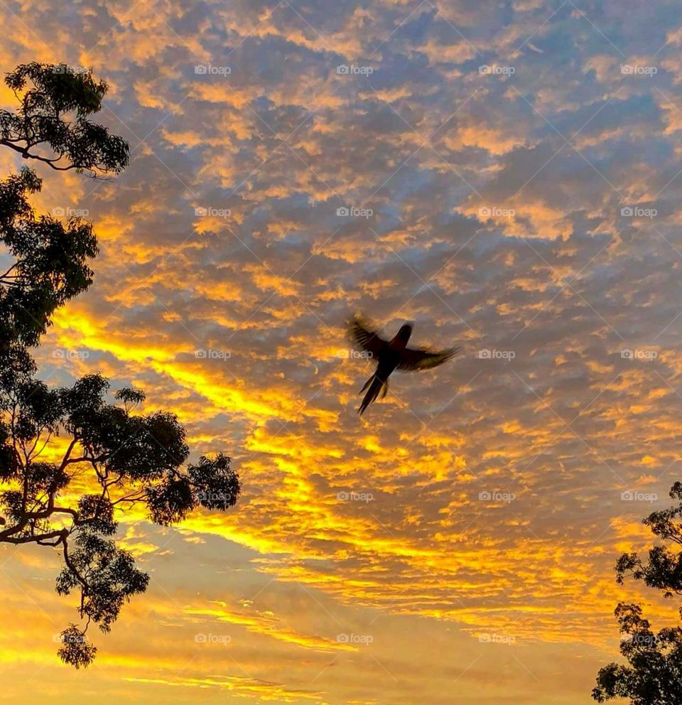 Sunrise with a bird silhouette