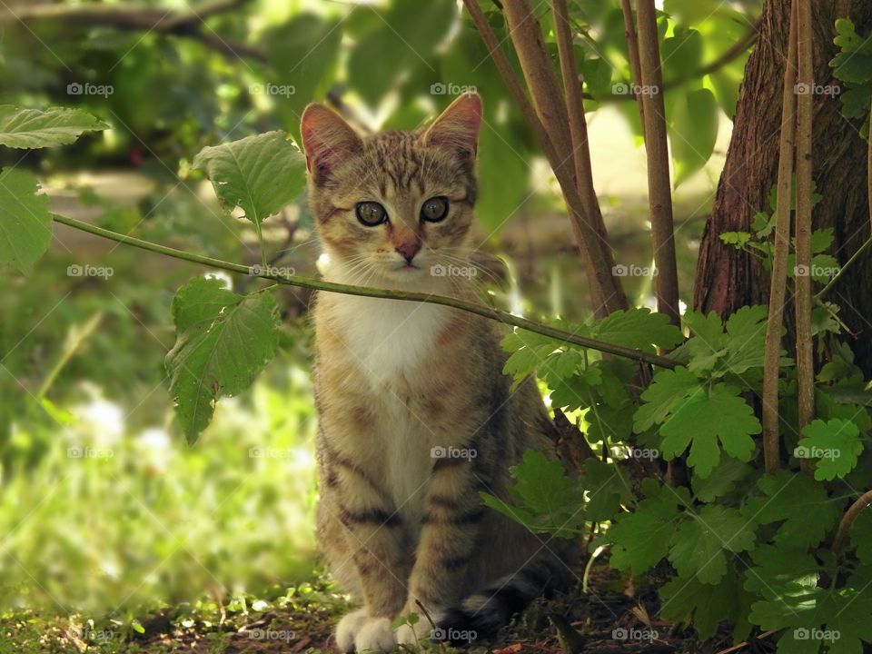 in the garden