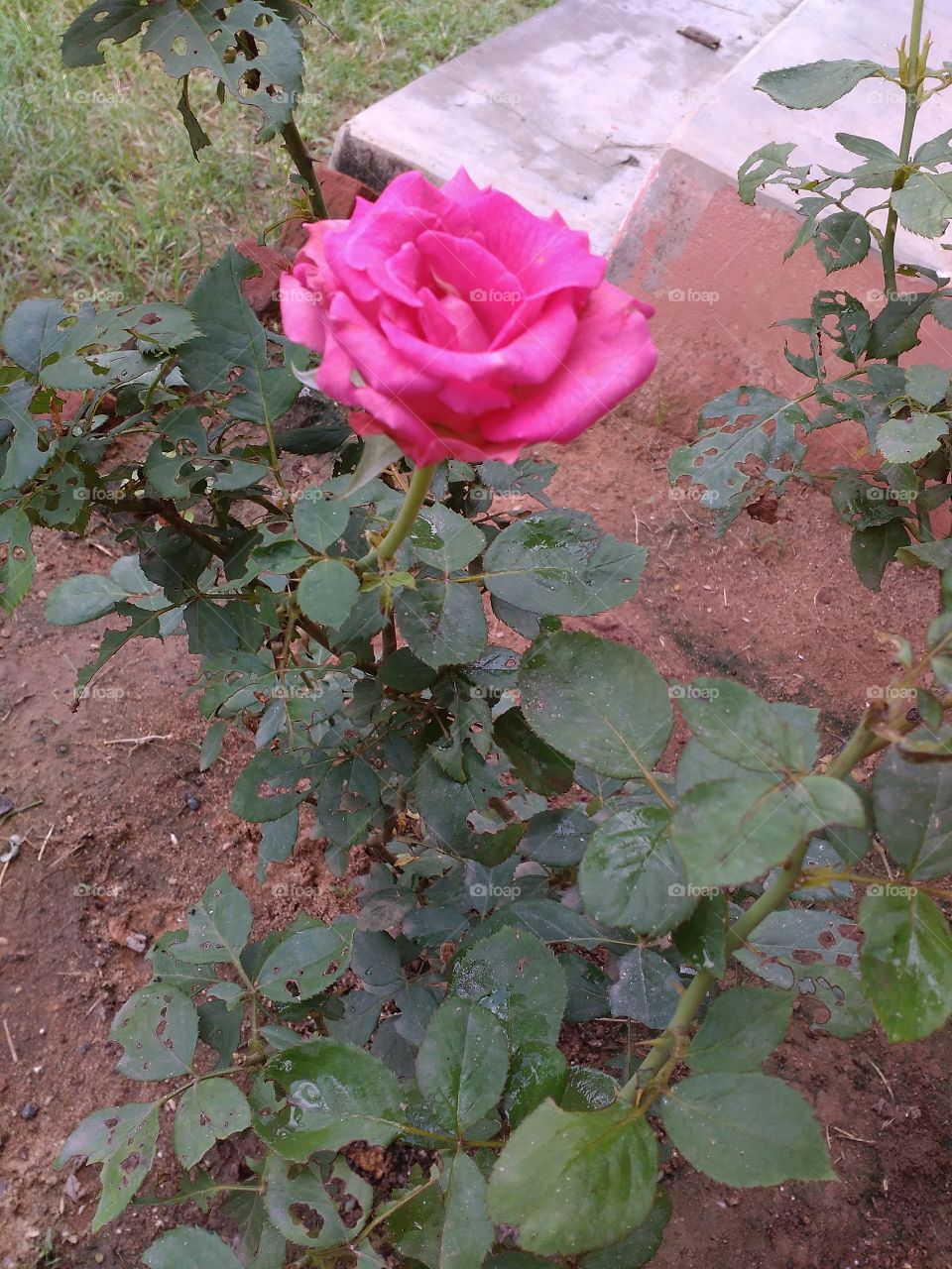 my garden
a beautiful pink flower