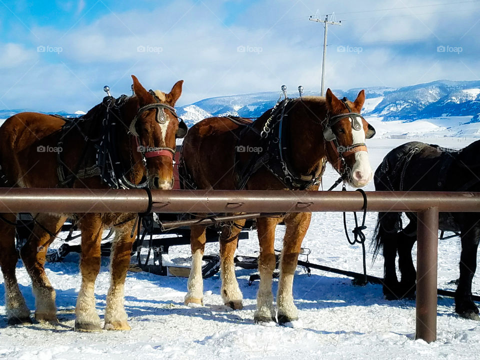 Hard Working Sleigh Horses